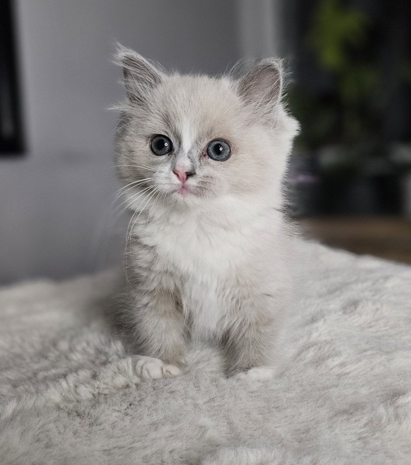 Aliya Femelle Ragdoll