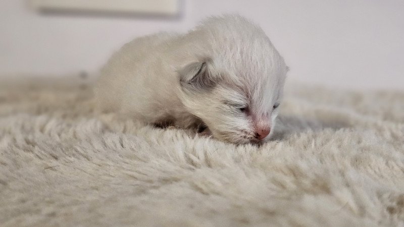 A Mâle Ragdoll A Mâle Ragdoll