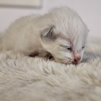 chaton Ragdoll Chatterie d'Axellyne chaton Ragdoll Chatterie d'Axellyne