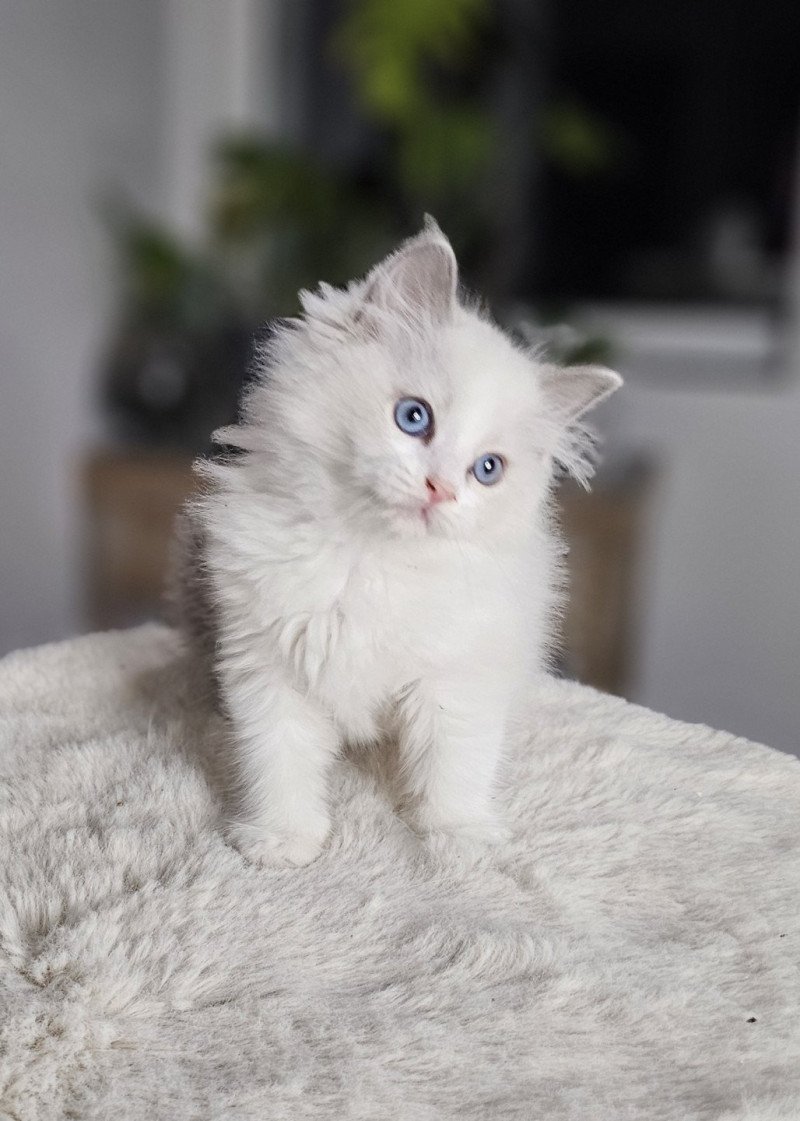 Avery Mâle Ragdoll