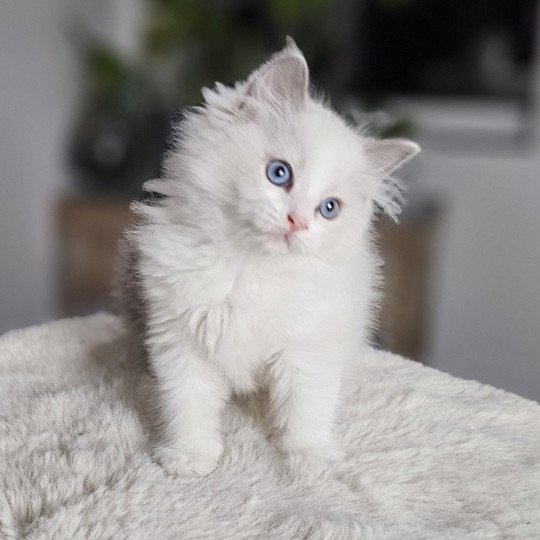 Avery Mâle Ragdoll