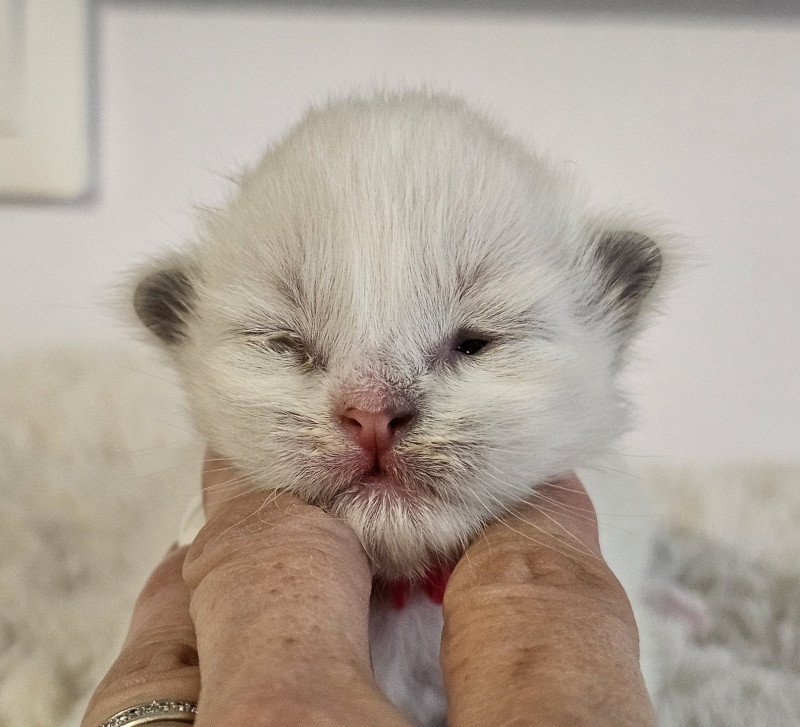 4e chaton (Portée Xynnya ❤ Paddy des Perles de Safre 2025) - Mâle blue point bicolor Collier Mâle Ragdoll 4e chaton (Portée Xynnya ❤ Paddy des Perles de Safre 2025) - Mâle blue point bicolor Collier Mâle Ragdoll