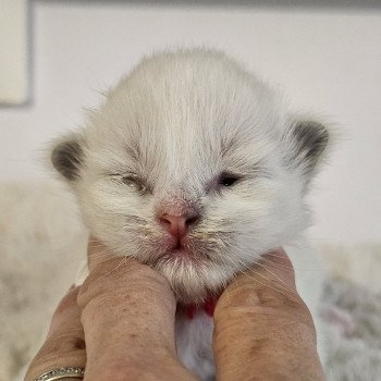 chaton Ragdoll Chatterie d'Axellyne chaton Ragdoll Chatterie d'Axellyne