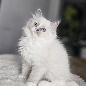 chaton Ragdoll blue point mitted Andy Chatterie d'Axellyne