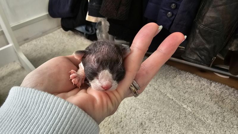 1er chaton (Portée Atta Gang Futrzaka*PL ❤ Sora Tenkai du grenier saint lazare) - Mâle black & blanc Mâle Devon Rex