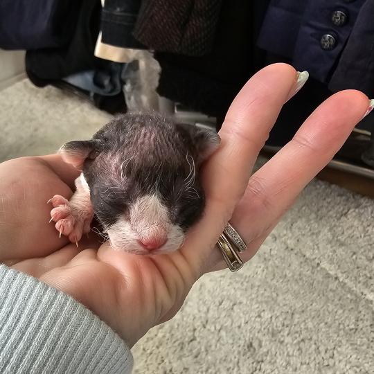 B-cool Mâle Devon Rex