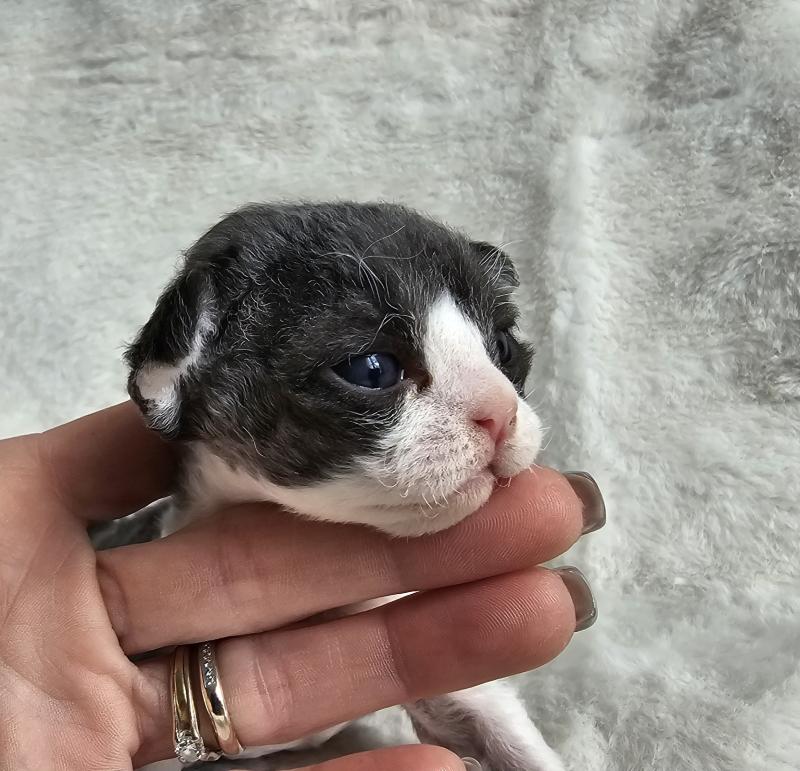 B-cool Mâle Devon Rex