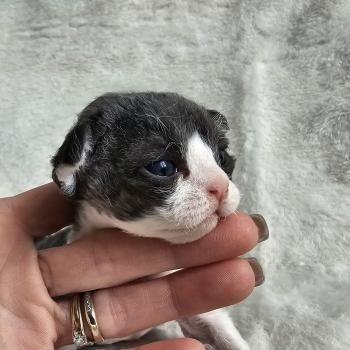 chaton Devon Rex black & blanc B-cool Chatterie d'Axellyne