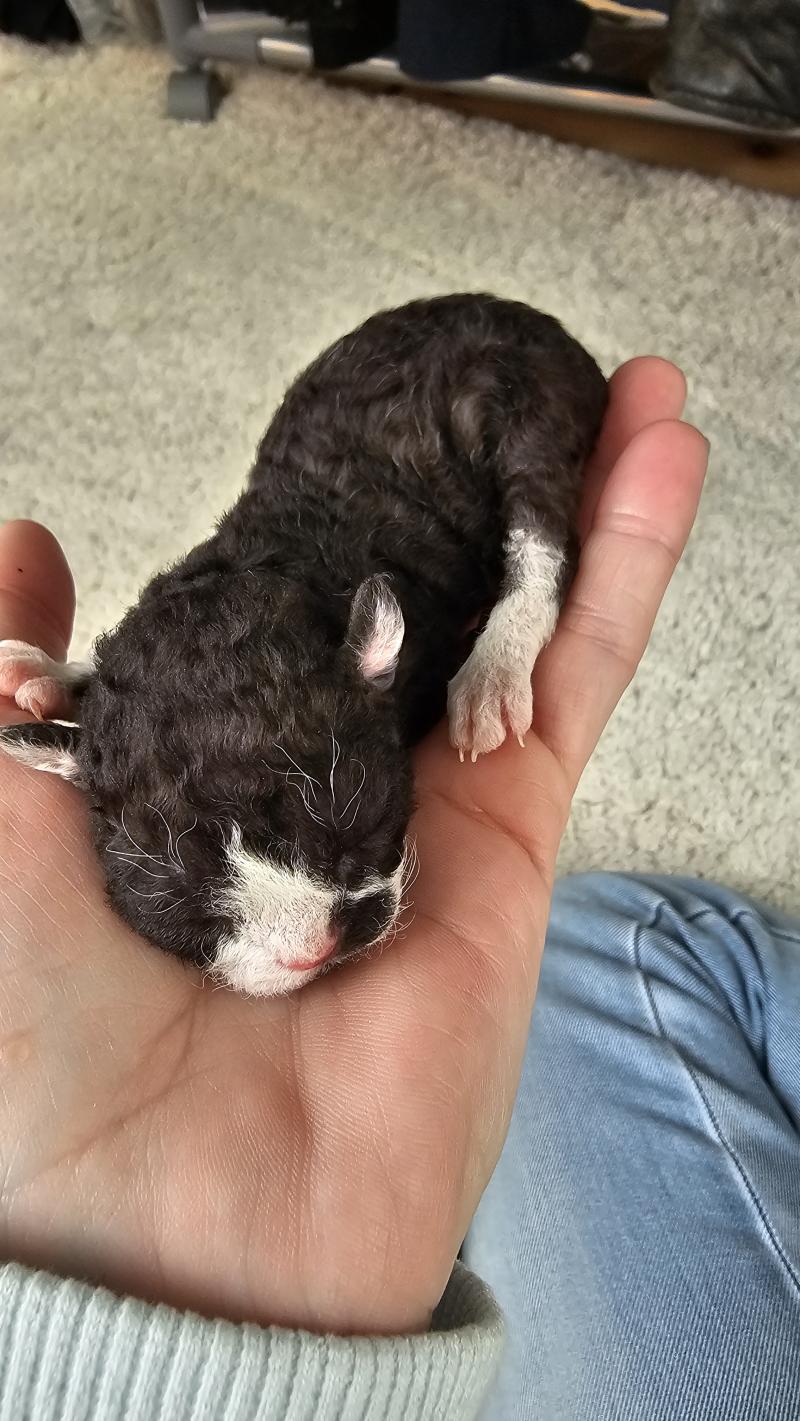 2e chaton (Portée Atta Gang Futrzaka*PL ❤ Sora Tenkai du grenier saint lazare) - Mâle black & blanc Mâle Devon Rex