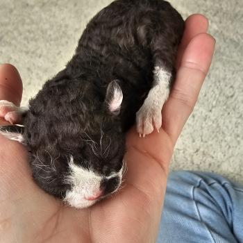 chaton Devon Rex black & blanc Chatterie d'Axellyne