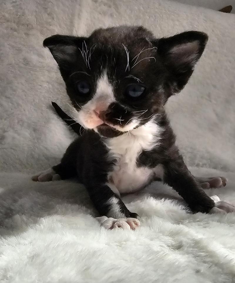 Barracuda Mâle Devon Rex