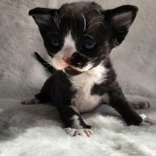 Barracuda Mâle Devon Rex