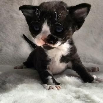 chaton Devon Rex black & blanc Barracuda Chatterie d'Axellyne