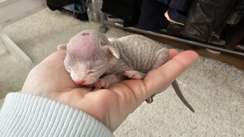 3e chaton (Portée Atta Gang Futrzaka*PL ❤ Sora Tenkai du grenier saint lazare) - Mâle blue & blanc Mâle Devon Rex