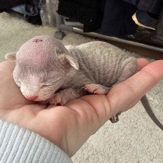 Blue-Boy Mâle Devon Rex