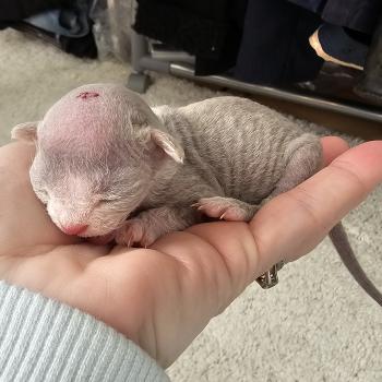 chaton Devon Rex blue & blanc Chatterie d'Axellyne