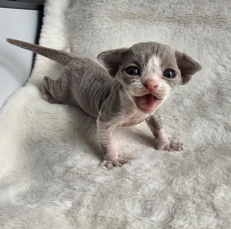 Blue-Boy Yuko Mâle Devon Rex