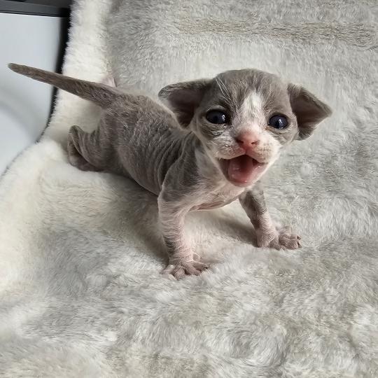 Blue-Boy Mâle Devon Rex