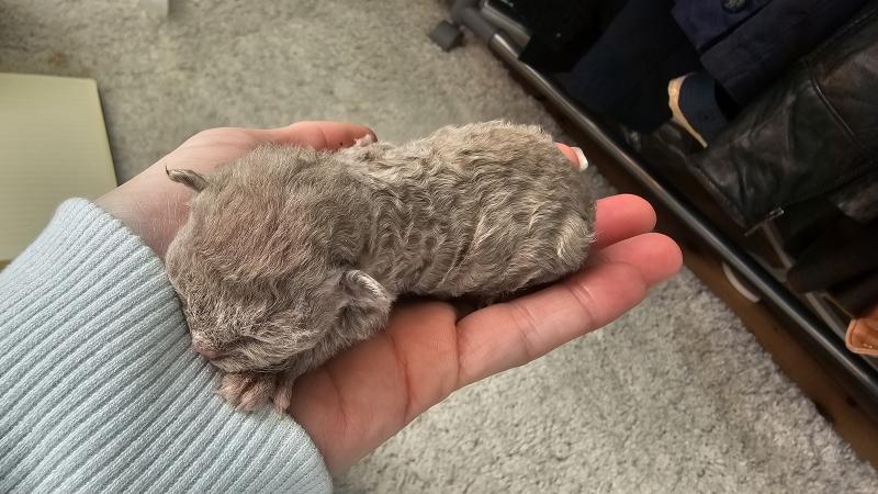 4e chaton (Portée Atta Gang Futrzaka*PL ❤ Sora Tenkai du grenier saint lazare) - Femelle blue Femelle Devon Rex