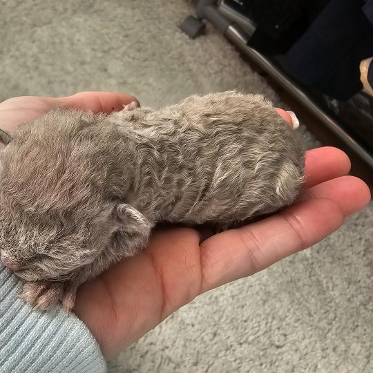 Betty-Boop Femelle Devon Rex