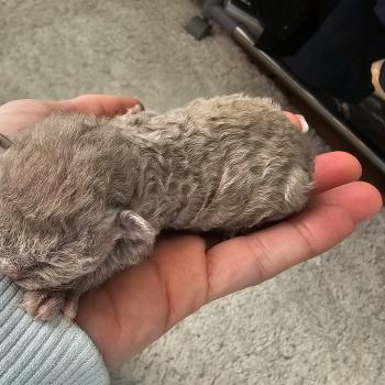 chaton Devon Rex blue Chatterie d'Axellyne