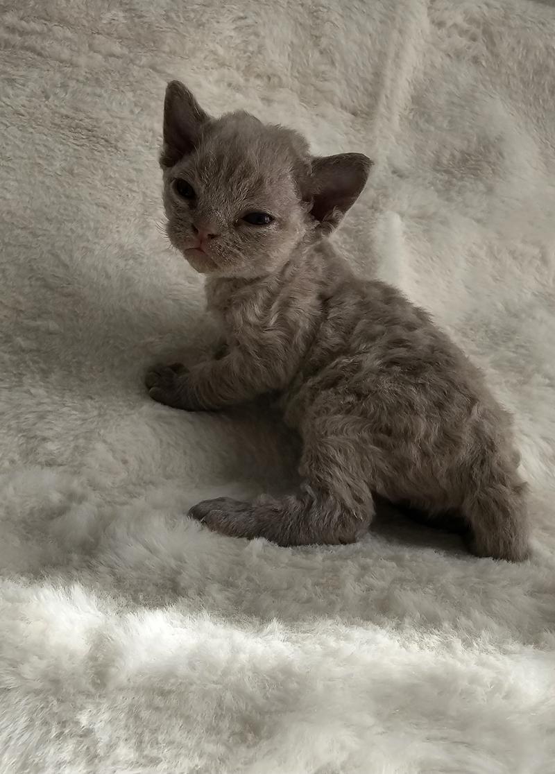 Belladonne Femelle Devon Rex