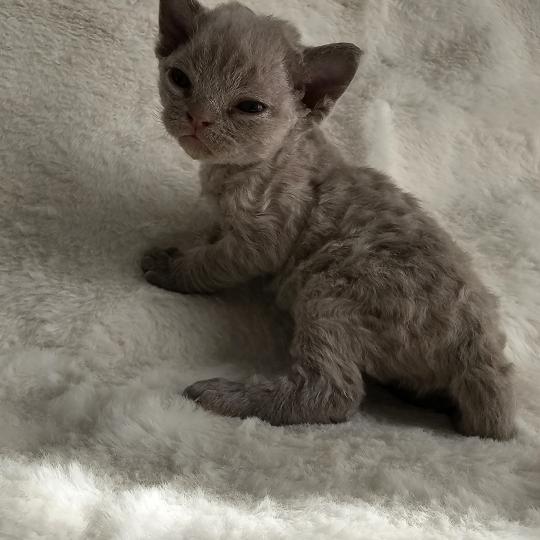 Belladonne Femelle Devon Rex