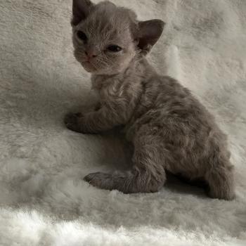 chaton Devon Rex lilac Betty-Boop Chatterie d'Axellyne