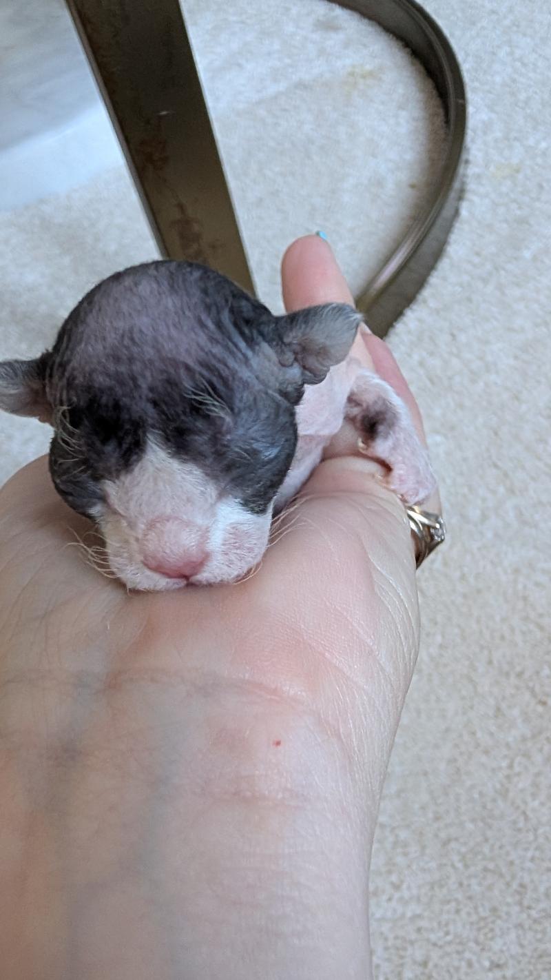1er chaton (Portée Atta Gang Futrzaka*PL ❤ Sora Tenkai du grenier saint lazare 2026) - Femelle black & blanc Femelle Devon Rex