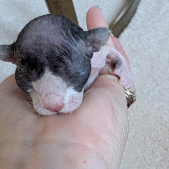 1er chaton (Portée Atta Gang Futrzaka*PL ❤ Sora Tenkai du grenier saint lazare 2026) - Femelle black & blanc Femelle Devon Rex