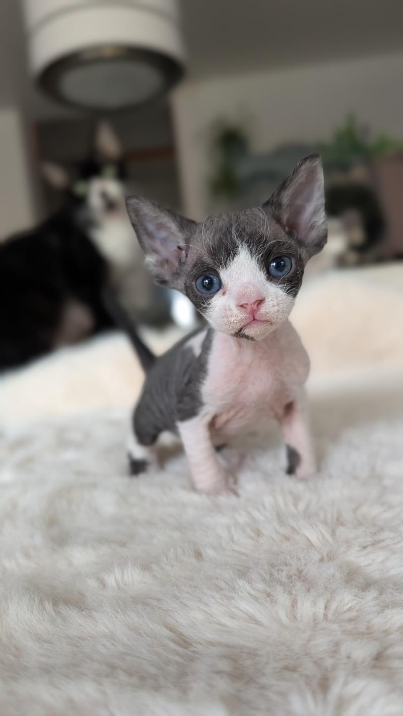 Betty Boop Femelle Devon Rex