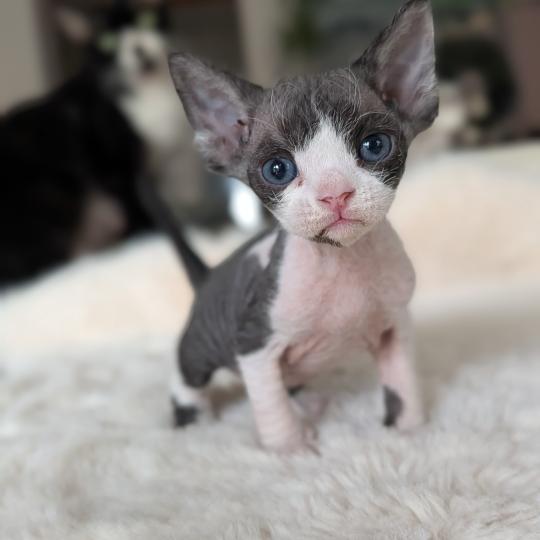 Betty Boop Femelle Devon Rex