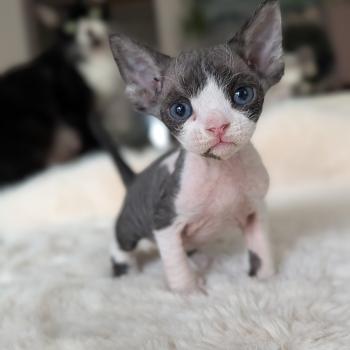 chaton Devon Rex black & blanc Chatterie d'Axellyne