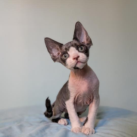 Betty Boop Femelle Devon Rex