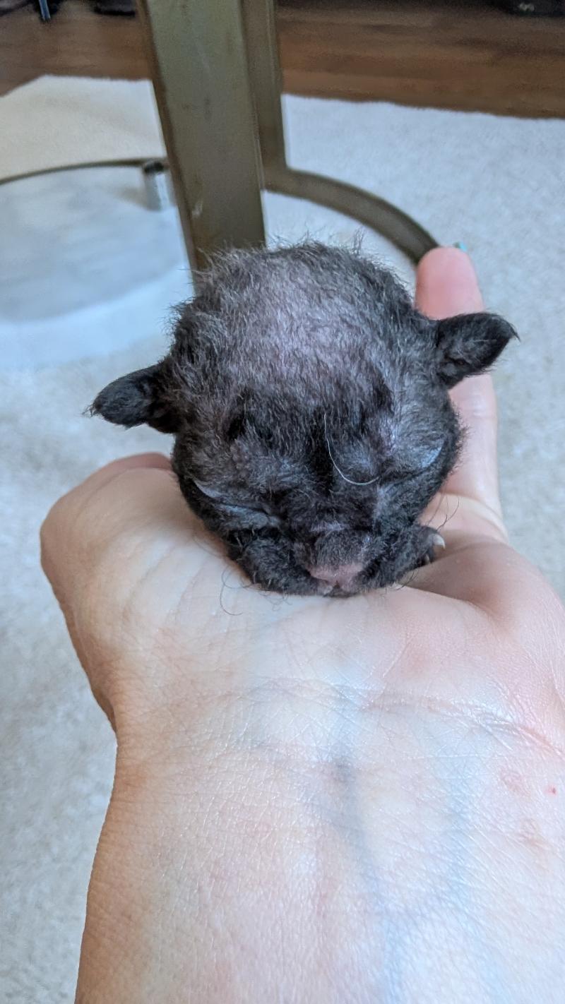 2e chaton (Portée Atta Gang Futrzaka*PL ❤ Sora Tenkai du grenier saint lazare 2026) - Mâle black Mâle Devon Rex