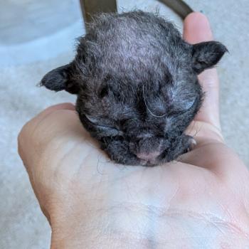 chaton Devon Rex black Chatterie d'Axellyne