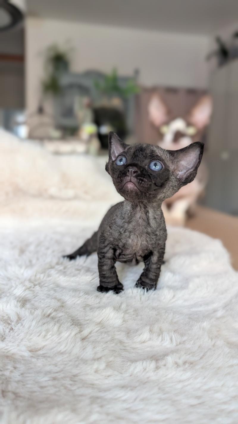 Billy Eliott Mâle Devon Rex