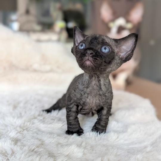 Billy Eliott Mâle Devon Rex