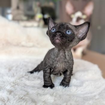 chaton Devon Rex black Chatterie d'Axellyne