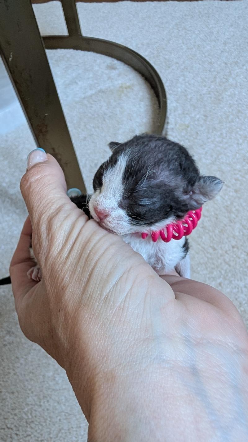 3e chaton (Portée Atta Gang Futrzaka*PL ❤ Sora Tenkai du grenier saint lazare 2026) - Femelle black bicolor Femelle Devon Rex