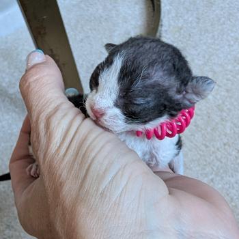 chaton Devon Rex black bicolor Chatterie d'Axellyne