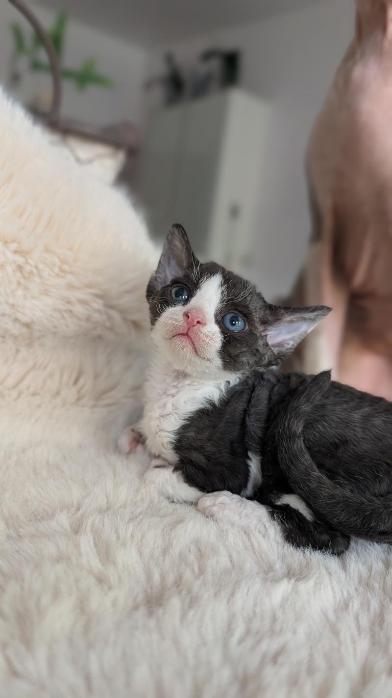 Blueberry Femelle Devon Rex