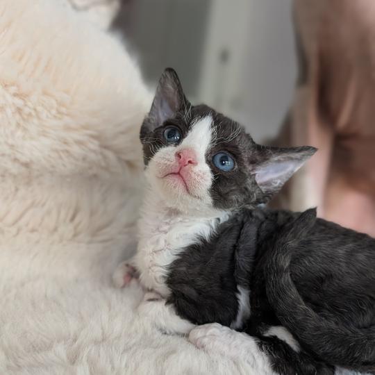 Blueberry Femelle Devon Rex