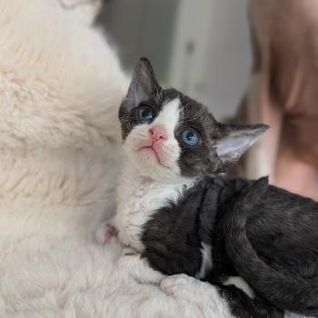 chaton Devon Rex black bicolor Chatterie d'Axellyne