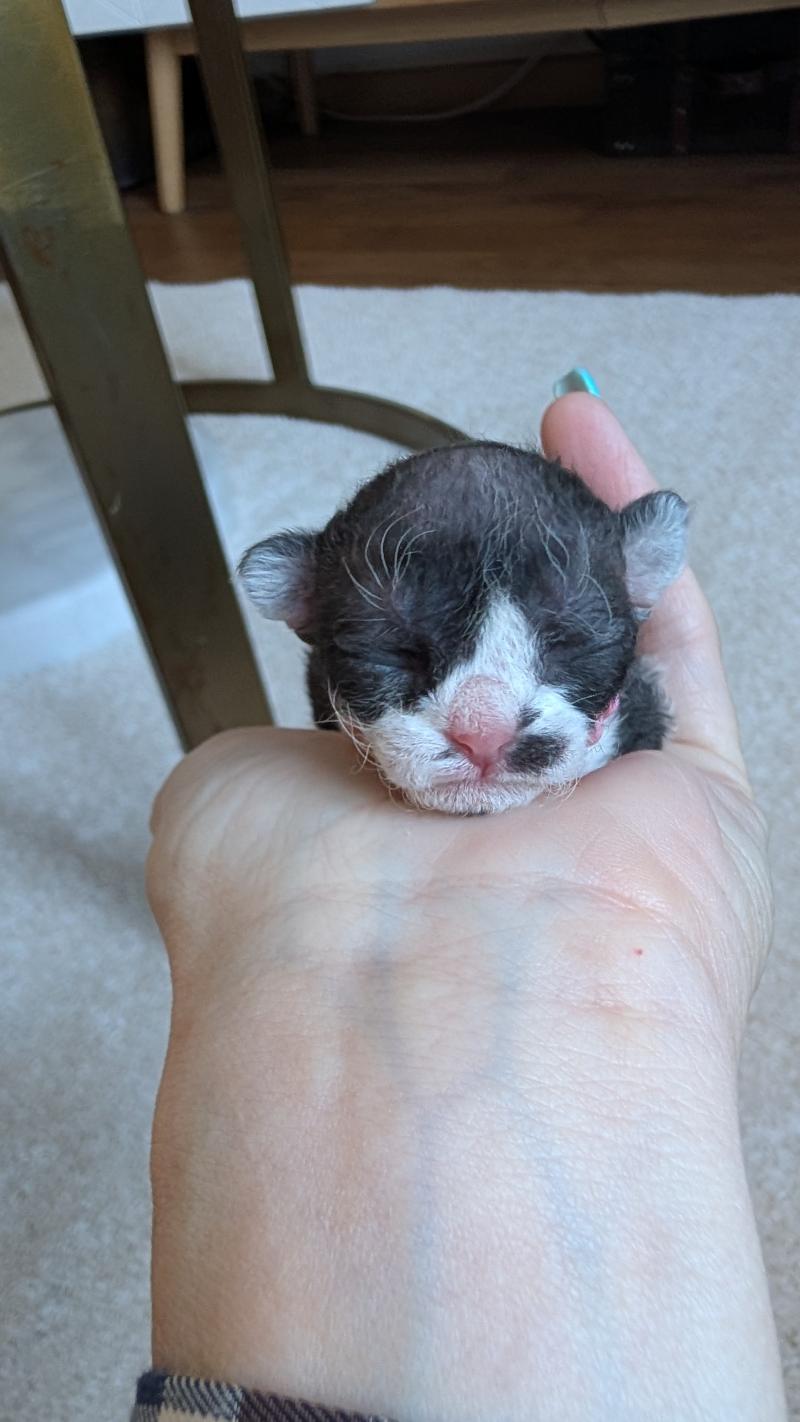4e chaton (Portée Atta Gang Futrzaka*PL ❤ Sora Tenkai du grenier saint lazare 2026) - Femelle black bicolor Femelle Devon Rex