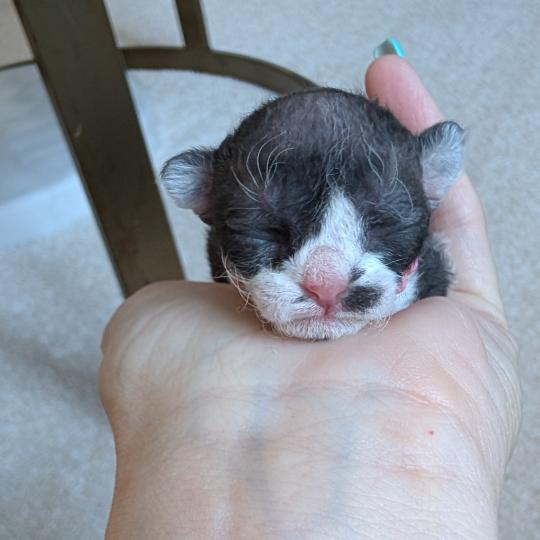 4e chaton (Portée Atta Gang Futrzaka*PL ❤ Sora Tenkai du grenier saint lazare 2026) - Femelle black bicolor Femelle Devon Rex