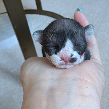 chaton Devon Rex black bicolor Chatterie d'Axellyne