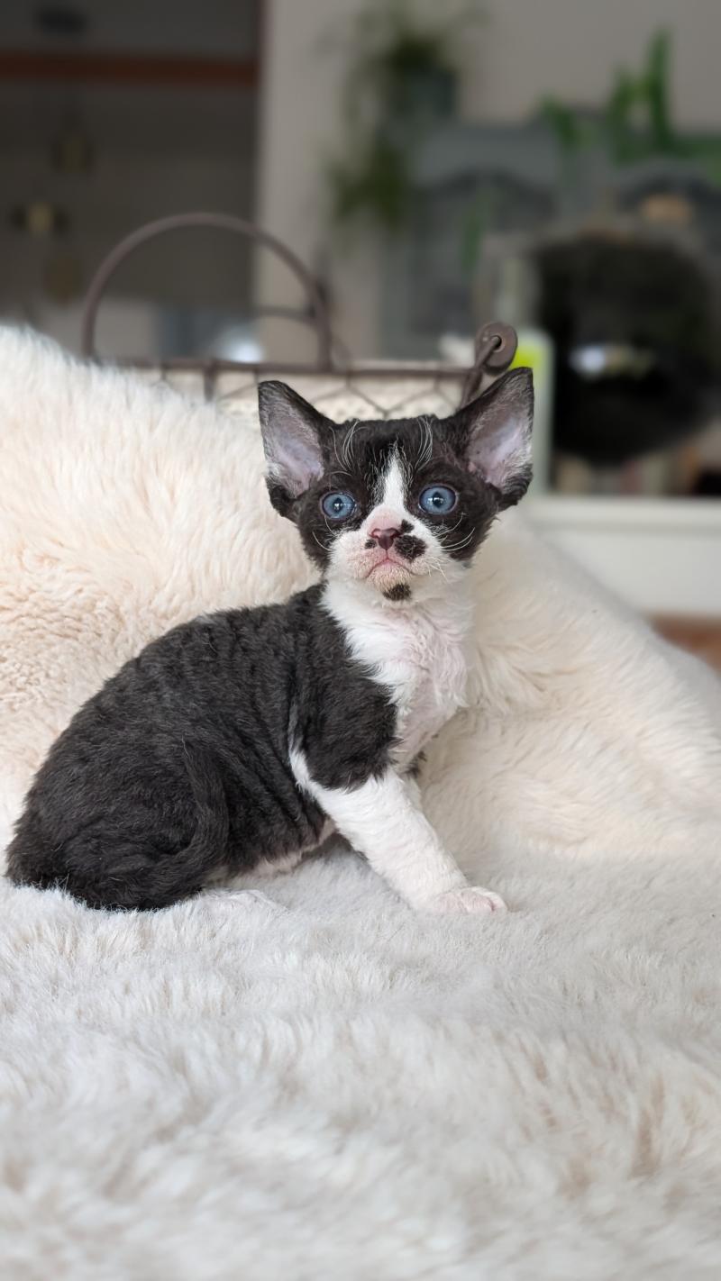 Baya Femelle Devon Rex