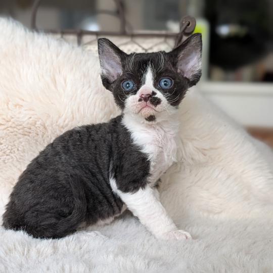 Baya Femelle Devon Rex