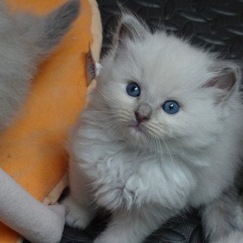 chaton Ragdoll lilac mink Tolstoy Chatterie d'Axellyne